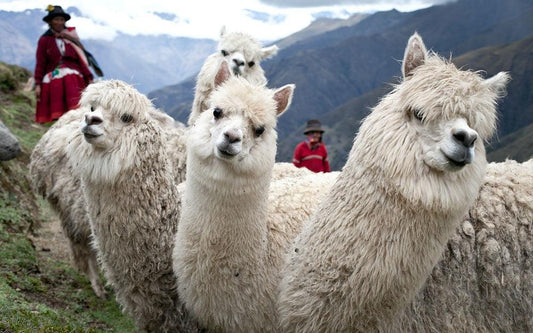 ¿Por qué la lana de alpaca es sotenible? 10 razones - Be ALPACA