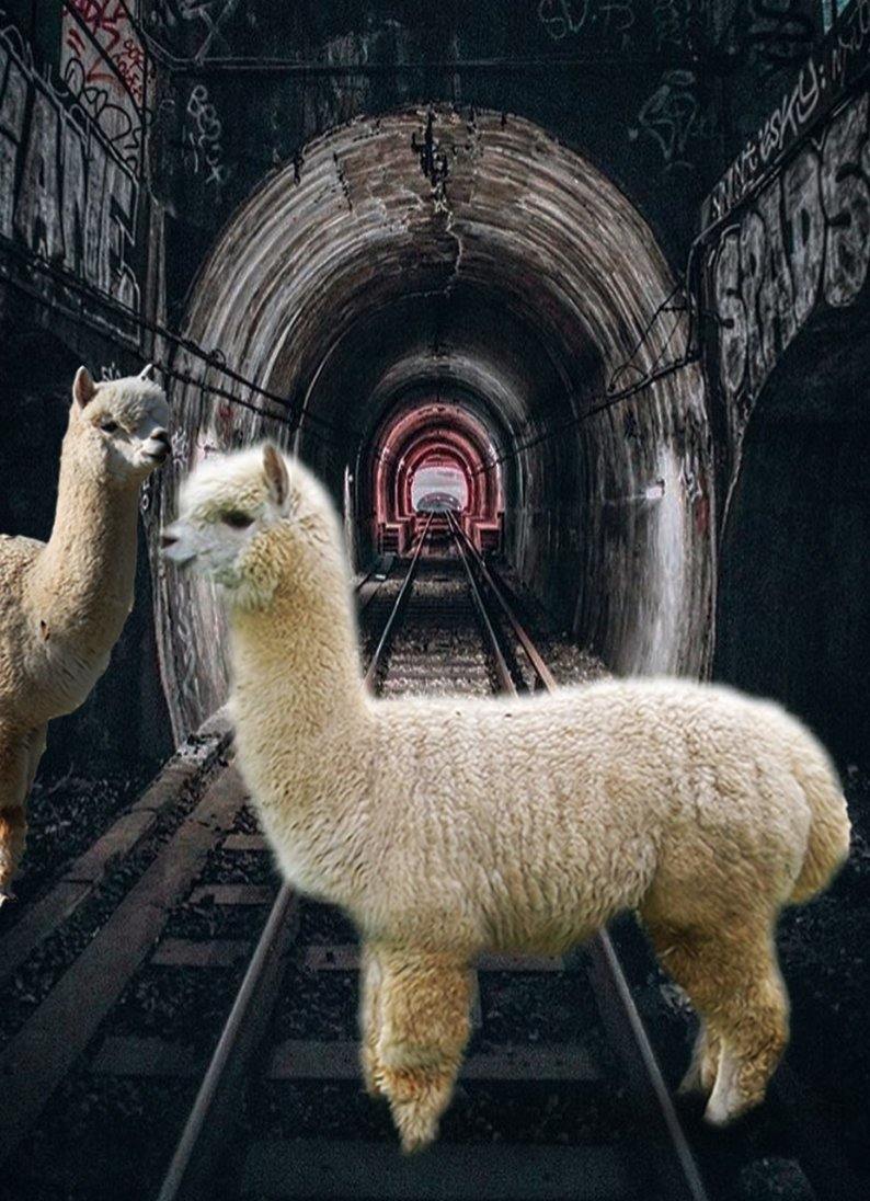 Alpaca wool – Where does it come from and is it ecological? - Be ALPACA